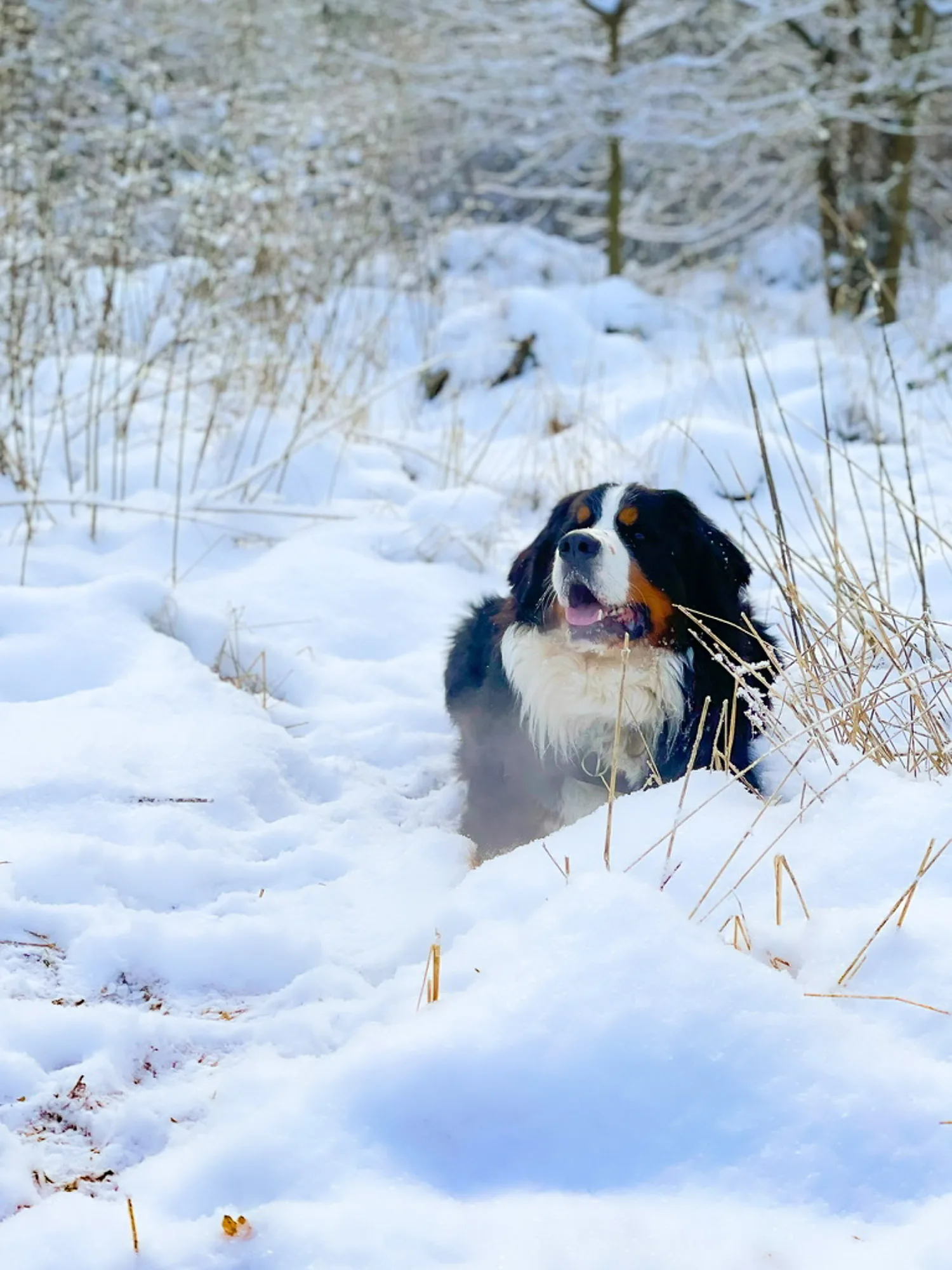 Bernese mountain dog standing in deep snow among frosted reeds