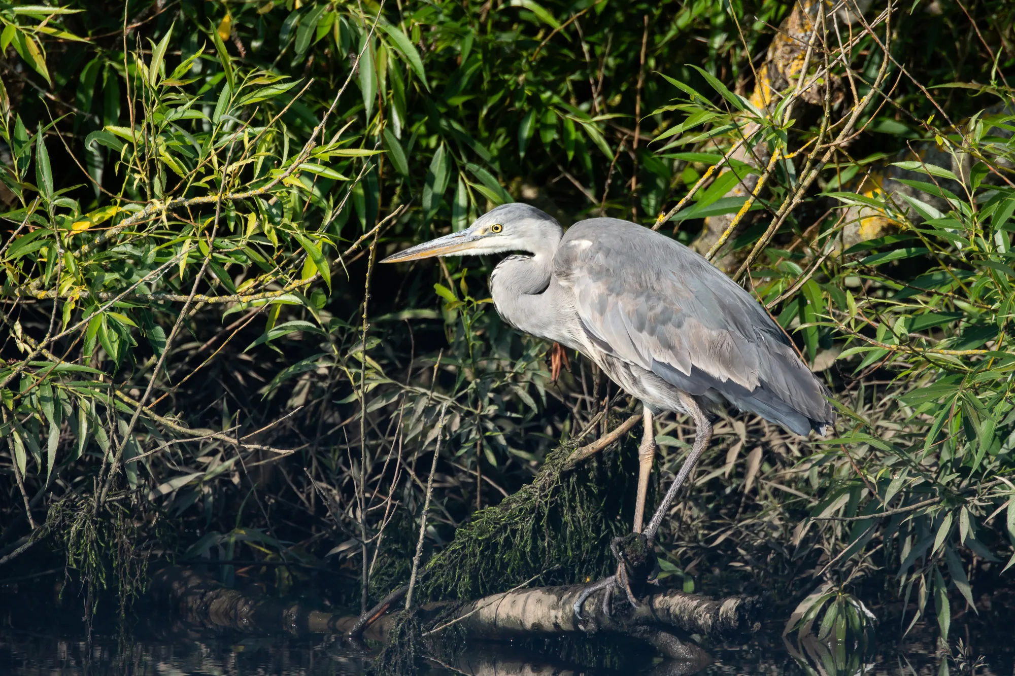 Grey heron standing on a fallen branch at the riverbank, wildlife photography by Hector's Eye