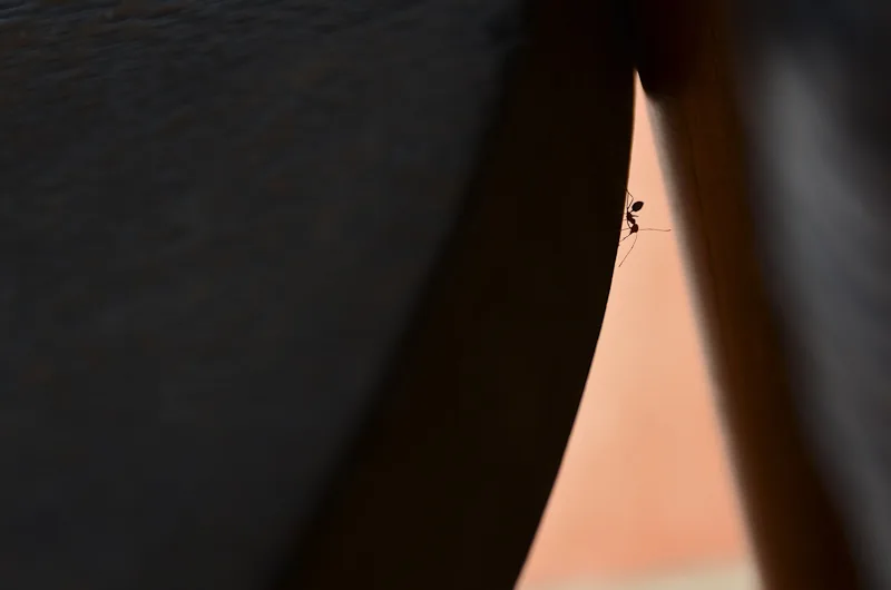 Silhouette of an insect perched on a leaf edge, macro wildlife photography