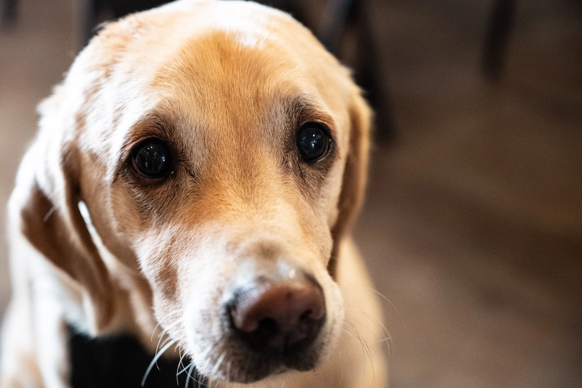 Close-up portrait of a golden Labrador looking directly at the camera