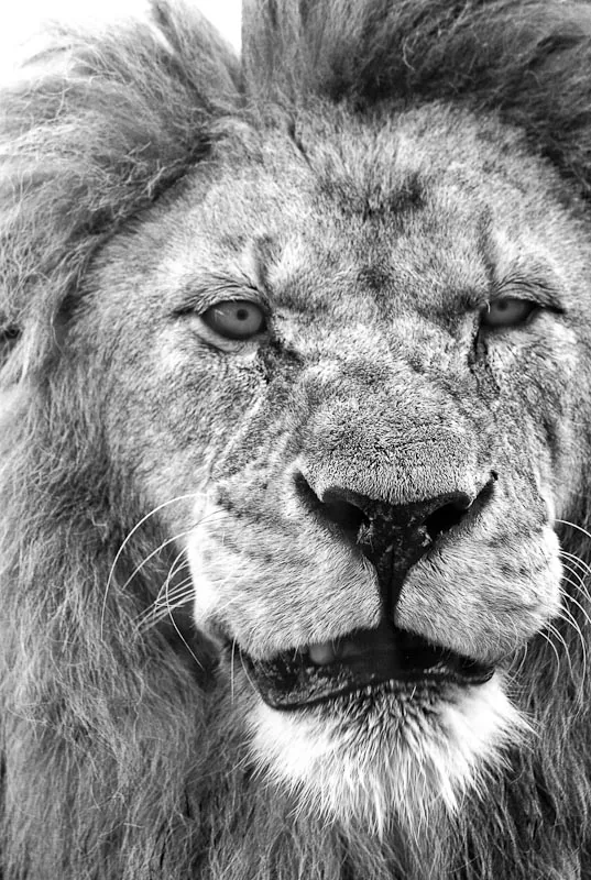 Close-up portrait of a lion's face, black and white wildlife photography