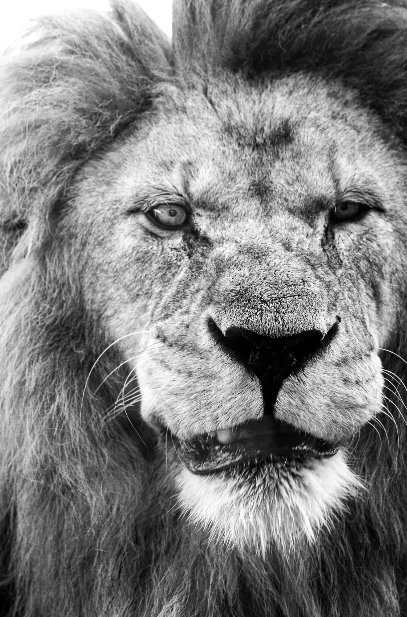 Close-up portrait of a lion looking directly at the camera, black and white wildlife photography