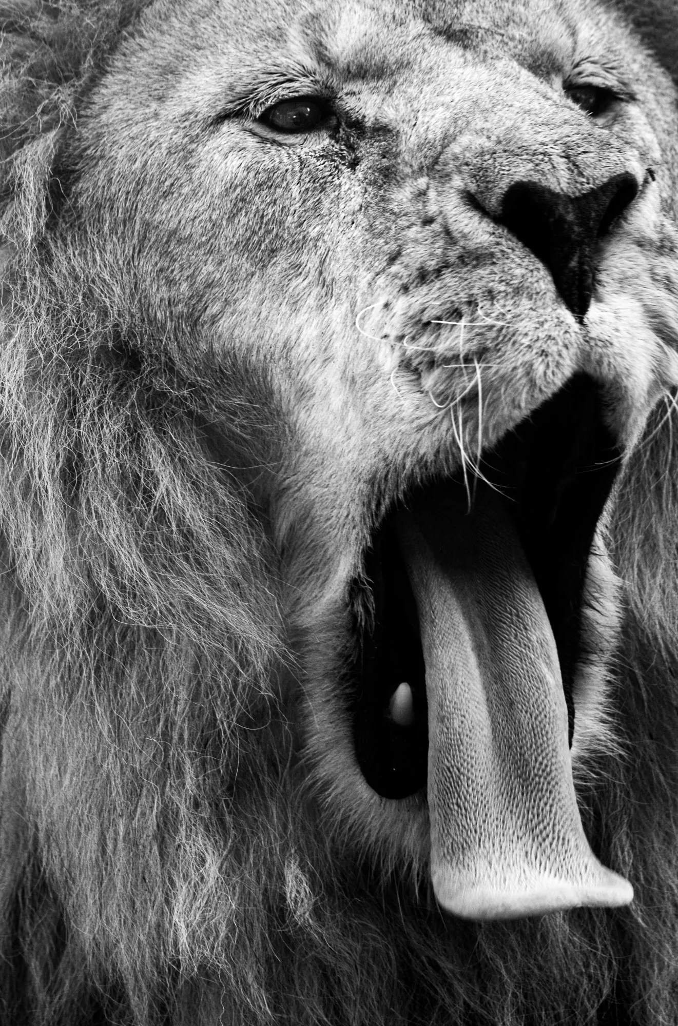 Close-up of a lion yawning with mouth wide open, black and white wildlife photography