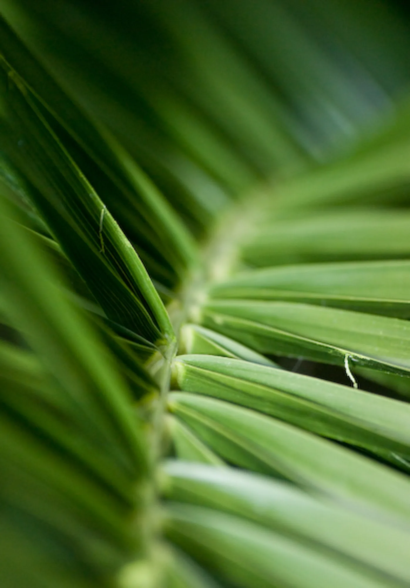 Macro detail of green palm frond leaves fanning out, nature photography